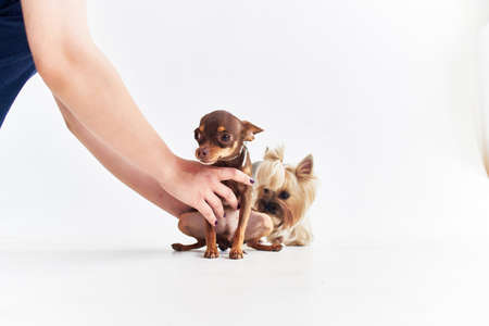 little dog domestic grooming posing Studioの写真素材