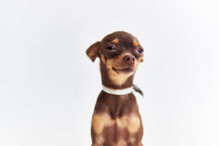 pedigree dog pet puppy grooming isolated backgroundの写真素材