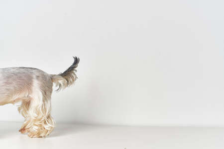 Yorkshire Terrier domestic grooming posing Studioの写真素材