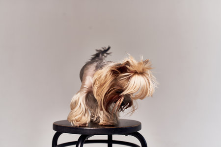 pedigree dog hairstyle for animals isolated backgroundの写真素材