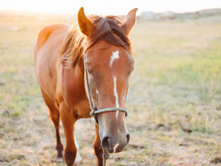 horse in the field grazing in the meadow morning mammalの写真素材