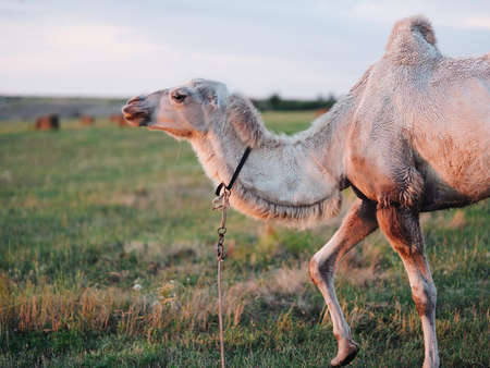camel eating grass in a field safari park landscape mammalsの写真素材