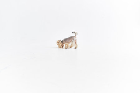 little dog domestic grooming isolated backgroundの写真素材