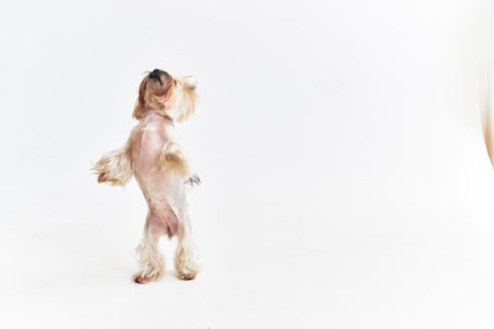 Yorkshire Terrier mammals friend of human posing Studioの写真素材