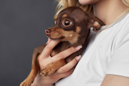 blonde a small dog fun Studio cropped viewの写真素材