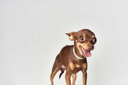 a small dog pet puppy grooming isolated backgroundの写真素材