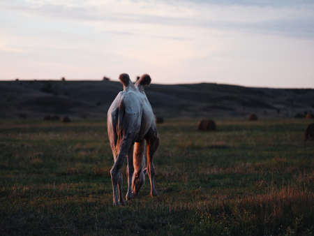 Camel in the field eating grass landscape animalの写真素材