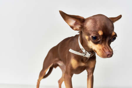 pedigree dog friend of human close-up light backgroundの写真素材