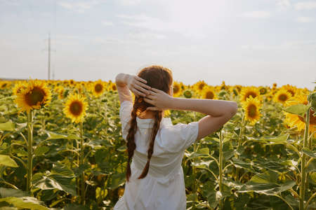 womans back in a field of sunflowers flowering plantsの写真素材