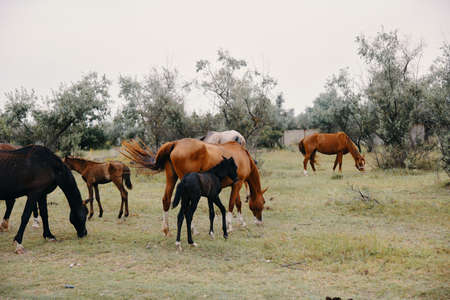 Herd of horses summer field nature landscapeの写真素材