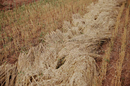 field rye countryside crop farm nature organicの写真素材