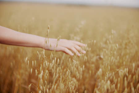 female hand outdoors countryside wheat crop natureの写真素材