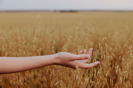 human hand wheat crop agriculture industry fields natureの写真素材