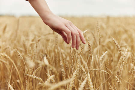 touching golden wheat field countryside industry cultivation autumn season conceptの写真素材