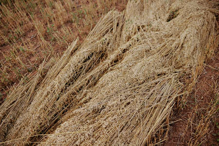 harvest wheat agriculture sun nature farm countrysideの写真素材