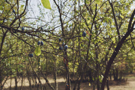 tree branches green leaves nature park summer vacationの写真素材