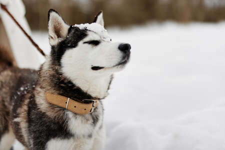 woman with dog winter walk outdoors friendship winter holidaysの写真素材