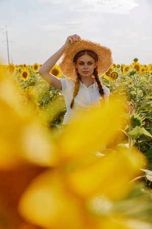 woman with pigtails in a white dress walking on a field of sunflowers landscapeの写真素材