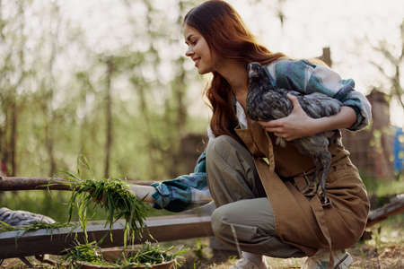 A woman on a farm holding a chicken and smiling a happy smile on an organic farm in the summer sunsetの写真素材