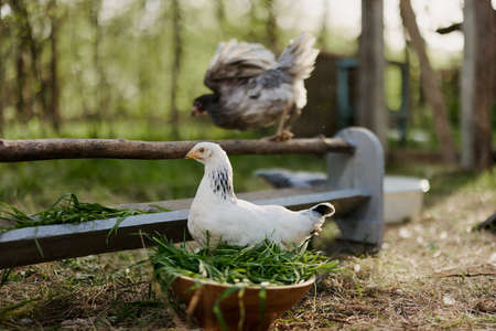 Young chickens and roosters eat organic feed from feeders on a green farm in nature without chemicals or pesticides for the health of the birdsの写真素材
