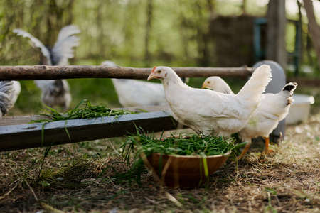 Young chickens and roosters eat organic feed from feeders on a green farm in nature without...