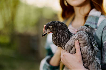 A female farmer holds a gray spotted chicken and examines it to make sure the bird is healthy and shows it to the camera in sunset sunlight against an organic backdropの写真素材