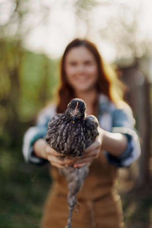 A happy young woman smiles as she looks into the camera and holds a young chicken that lays eggs for her farm in the sunlight. The concept of caring and healthy poultryの写真素材
