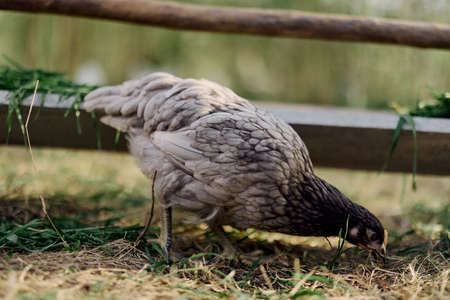A gray hen pecking at fresh organic feed from a farm feeder while standing on green grass in the natureの写真素材