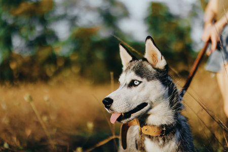 Portrait of a husky dog in nature in the autumn grass with his tongue sticking out from fatigue into the sunset happiness dogの写真素材