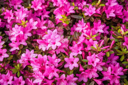 nature background light space blossom leaf spring floral flowers beautiful green copy. Generative AI.の素材