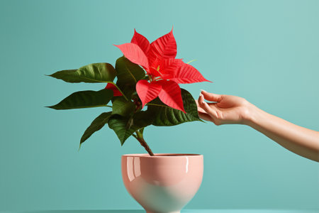 Christmas poinsettia redの素材
