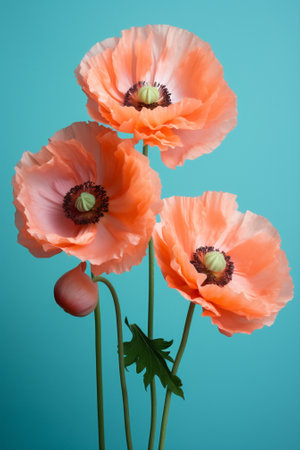 Yellow plant flora flowers blossom spring summer papaver background floral red poppy natureの素材