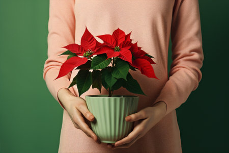 Brilliant plant xmas seasonal red vibrant floral holiday gift flower poinsettia christmas celebrateの素材