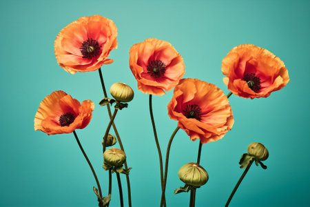 Red blossom flowers poppyの素材