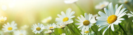 Green daisy flowers nature spring meadow field sun beauty plant summerの素材