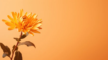 Botany blossom floral background yellow flowers beauty plants flora nature bloomingの素材