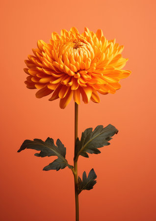 Nature blossoming flower flora dahliaの素材