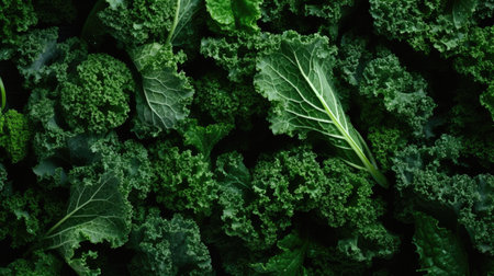 Plant fresh vegetarian vegetable cabbage kale food healthy raw organic green ingredientの素材