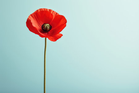 Field petal poppy spring beauty floral summer flower red nature plantの素材