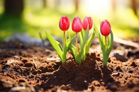 Blossom tulip nature gardening flowers season spring red plant floral summer greenの素材