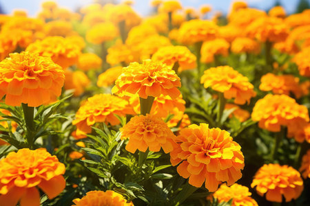 Gardening nature field spring blossom blooming flower flora beauty plant summer yellow marigoldの素材