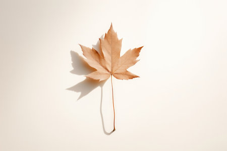 Leaves maple background seasonal autumnal fallの素材