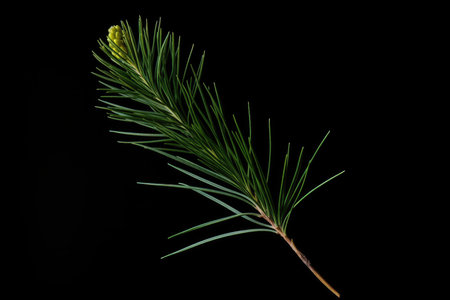 Forest fir plant nature green evergreen macro coniferous closeup conifer spruce tree pineの素材