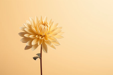 Dahlia floral flora plant nature blooming summer gardening blossom flower closeup beautyの素材
