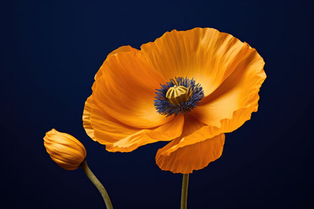 Flowers blossom nature plant poppyの素材