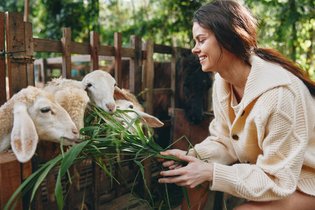 A woman in a white sweater feeding some sheep in a pen with green grass in front of herの写真素材