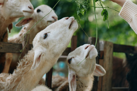 A person feeding a group of sheep with a piece of green grass in front of themの写真素材