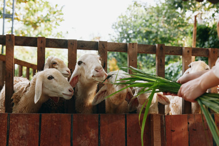 A person feeding a group of sheep from a wooden fence with a green plant in front of itの写真素材