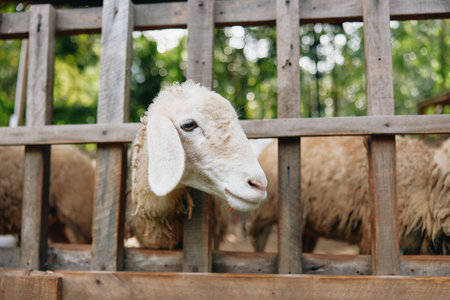A sheep sticking its head through the bars of a fence in a fenced in areaの写真素材