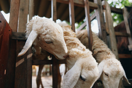 Two sheep are standing next to each other inside of a wooden fence on a sunny dayの写真素材